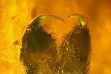 Fossil Moth Fly (Psychodidae) & Spider Jaw in Baltic Amber #166202-2